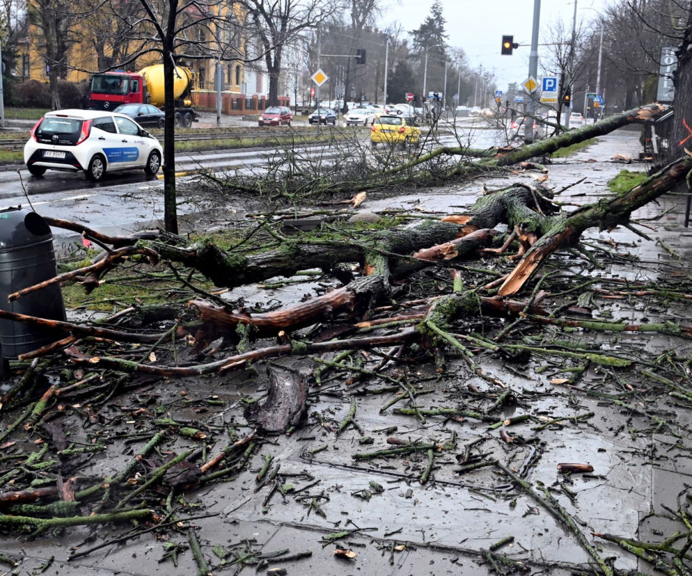 Połamane drzewa w Szczecinie
