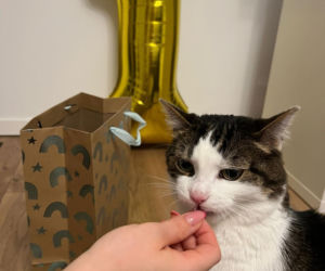 Rok temu walczył o życie. Dziś kot Panduś świętuje rocznicę w nowym domu