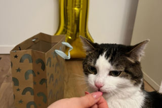 Rok temu walczył o życie. Dziś kot Panduś świętuje rocznicę w nowym domu