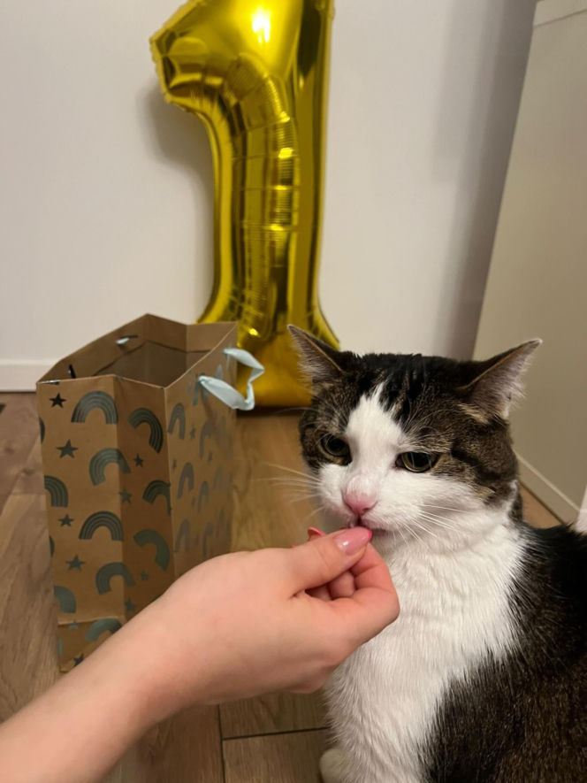 Rok temu walczył o życie. Dziś kot Panduś świętuje rocznicę w nowym domu