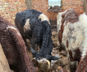 Łańcuchu wrośnięte w skórę. Piekło zwierząt w gospodarstwie