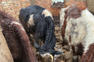 Łańcuchu wrośnięte w skórę. Piekło zwierząt w gospodarstwie