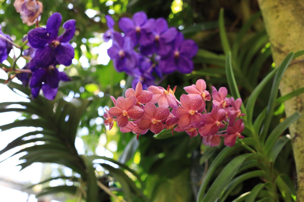 6. Storczyk (Orchidaceae)
