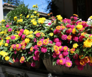 Lantana