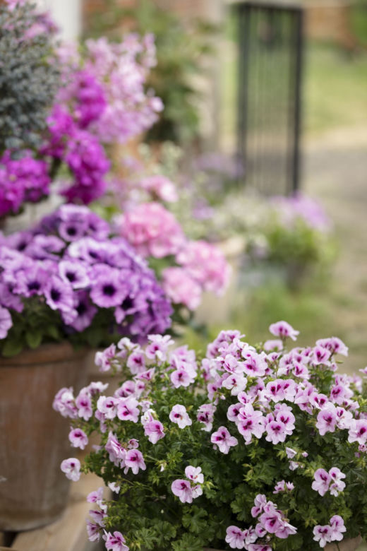 Pelargonie