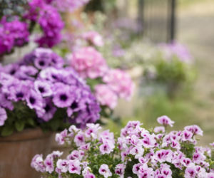 Pelargonie