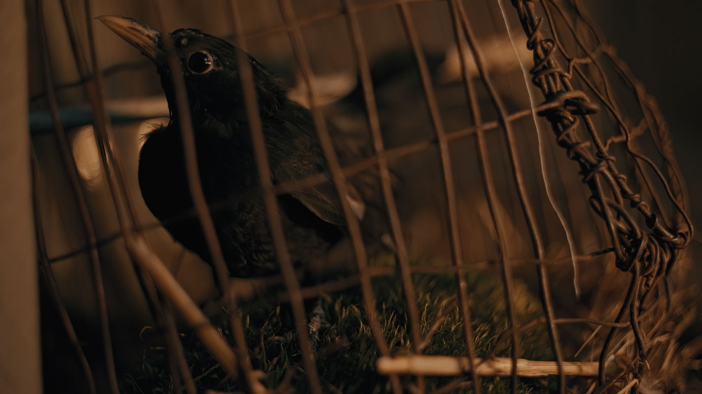 Tak powstawał film "Rój" 