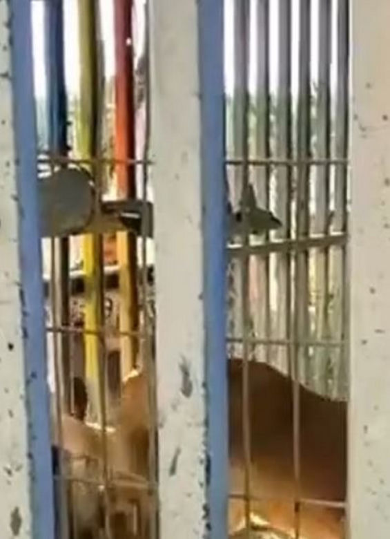 Lew rozszarpał chłopca w zoo! Horror w biały dzień!