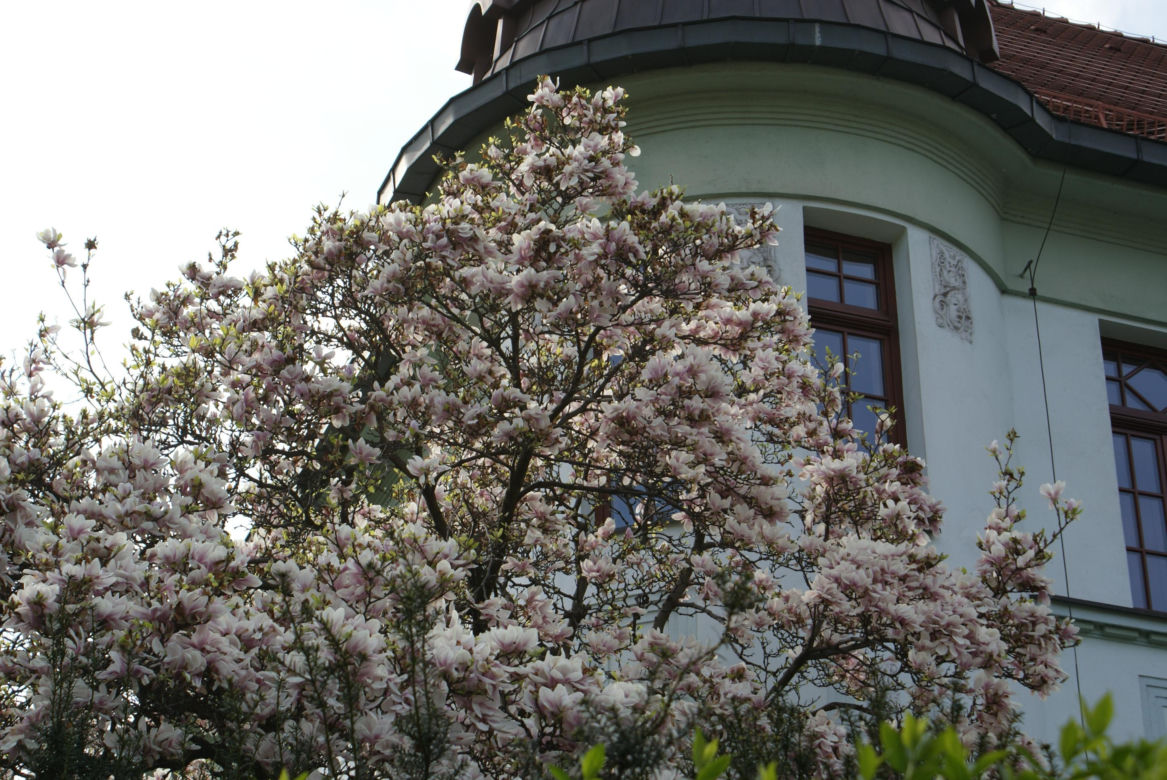 Cieszyński Szlak Kwitnącej Magnolii 