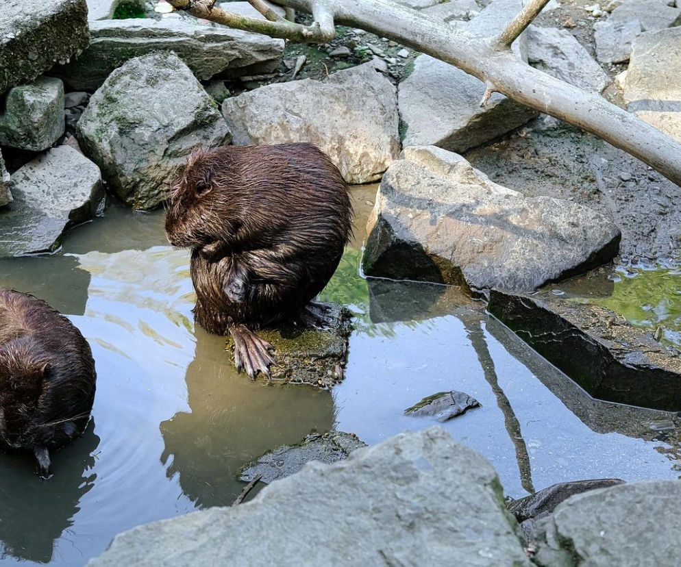  Bobry rosną w siłę
