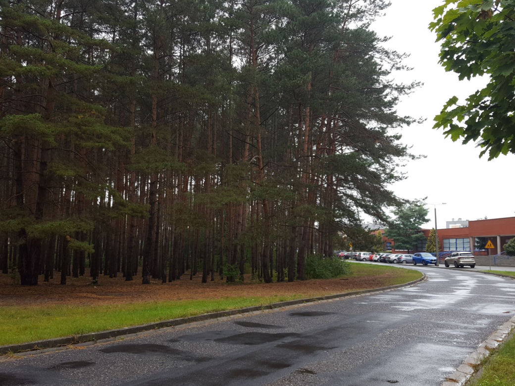 Miał być park, będzie wycinka? Miasto wystawiło na sprzedaż hektar lasu na Rejtana