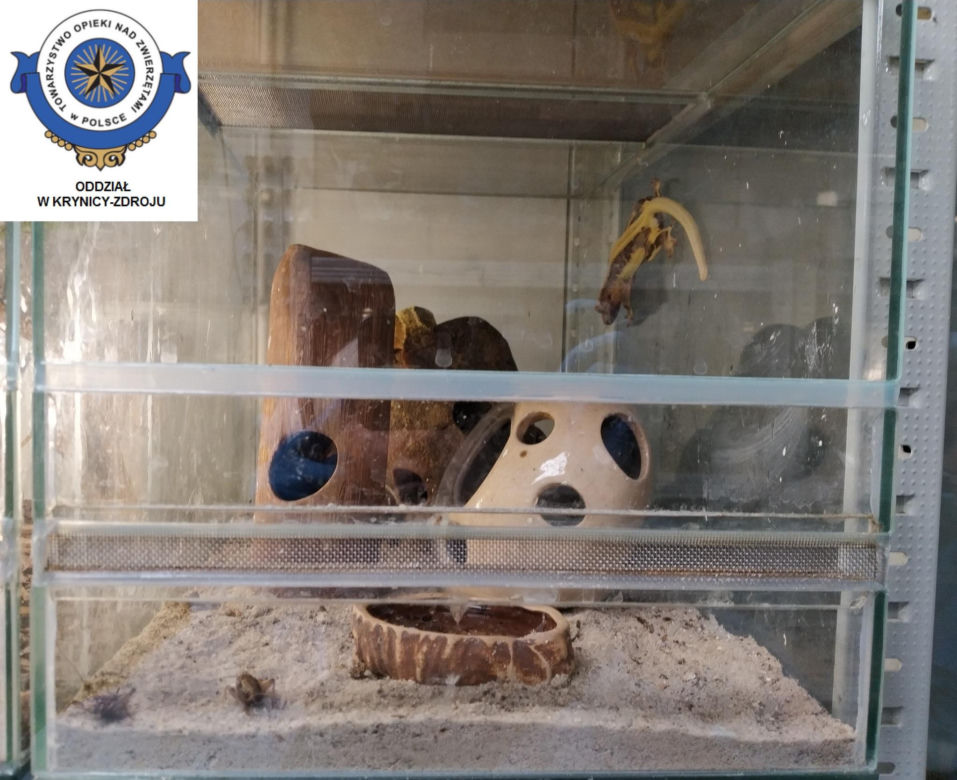 Dramatyczna interwencja w sklepie zoologicznym na Śląsku. Zwierzęta przetrzymywane w skandalicznych warunkach