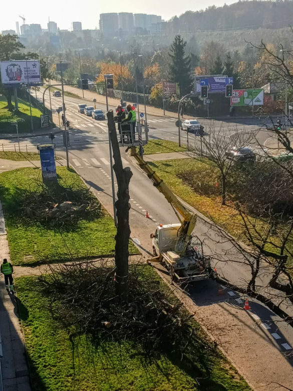 Okazałe drzewa na Turzynie poszły pod topór