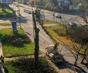 Okazałe drzewa na Turzynie poszły pod topór