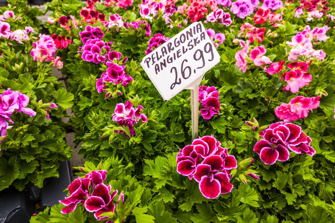 Pelargonia angielska – 26,99 zł/szt.