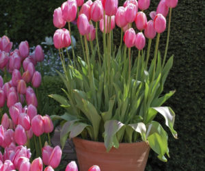tulipany-w-donicach