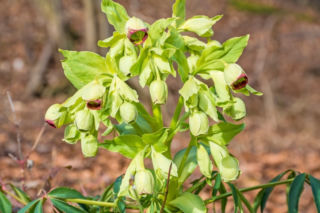 Ciemiernik cuchnący - Helleborus foetidus