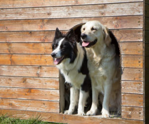 Ceny bud dla psa 2026. Ile kosztuje gotowa buda, a ile zrobiona własnoręcznie?