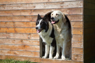 Ceny bud dla psa 2026. Ile kosztuje gotowa buda, a ile zrobiona własnoręcznie?