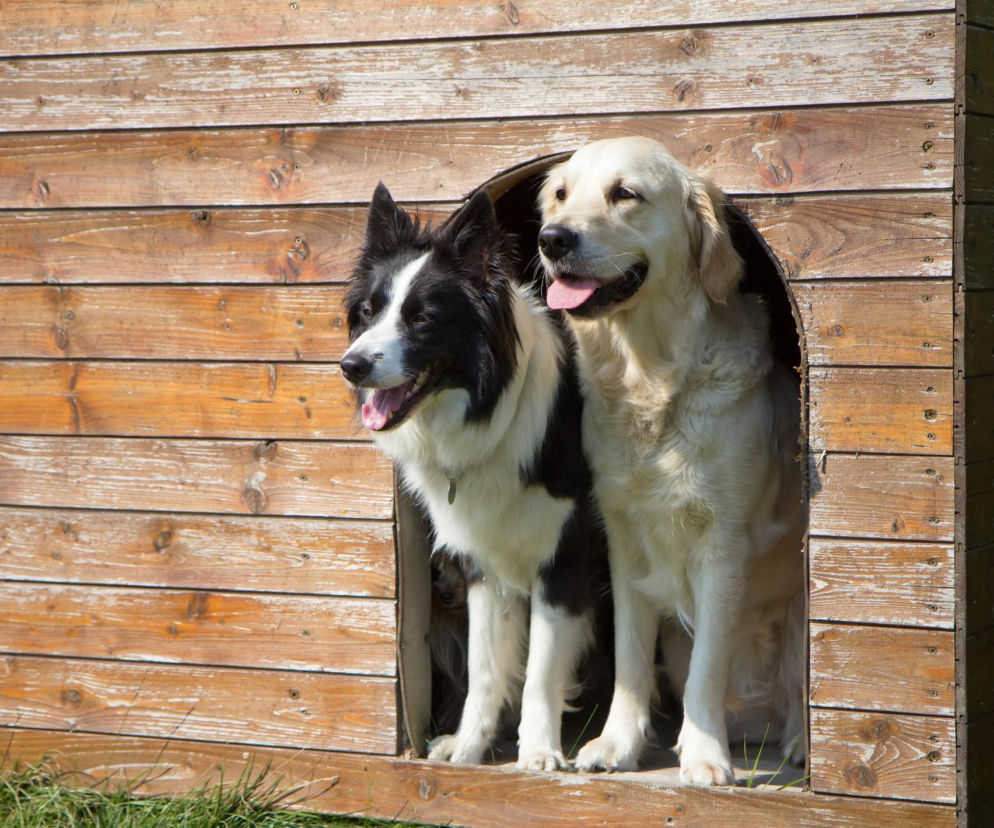 Ceny bud dla psa 2026. Ile kosztuje gotowa buda, a ile zrobiona własnoręcznie?