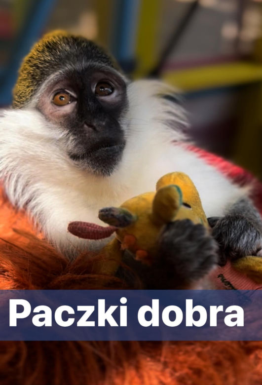 Antek psoci w lecznicy 