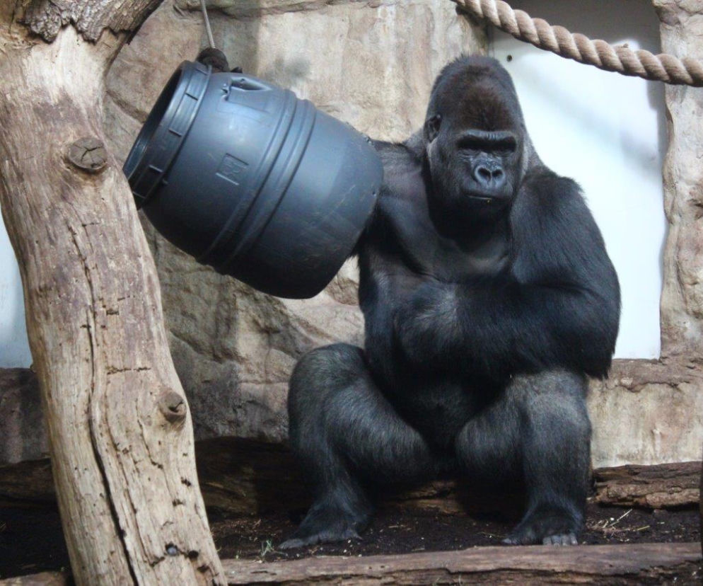 Karnawał w warszawskim zoo