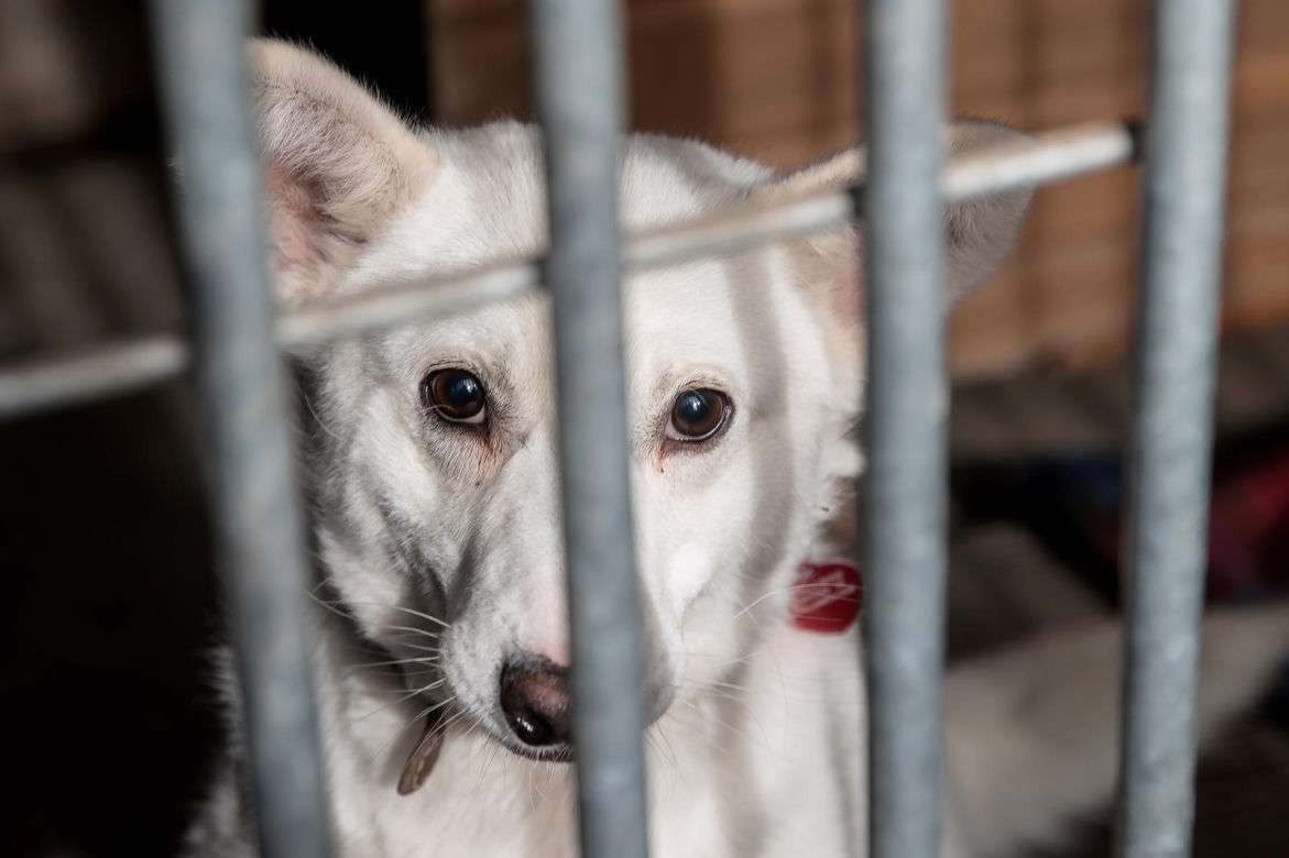Mieszkańcy Krakowa chętnie adoptują psy w czasie koronawirusa