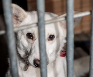 Mieszkańcy Krakowa chętnie adoptują psy w czasie koronawirusa