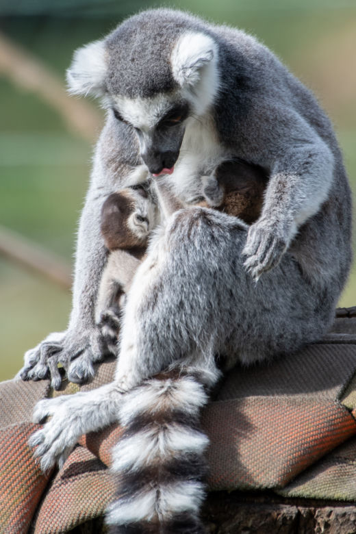 Baby boom we wrocławskim zoo