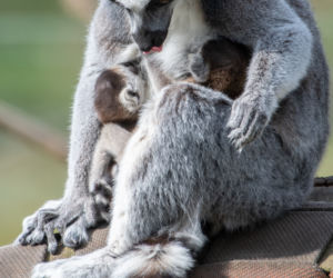Baby boom we wrocławskim zoo
