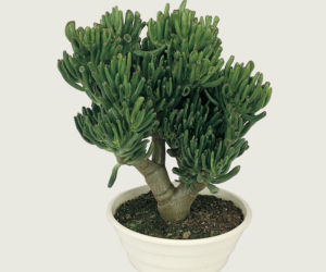 Sukulent - Crassula