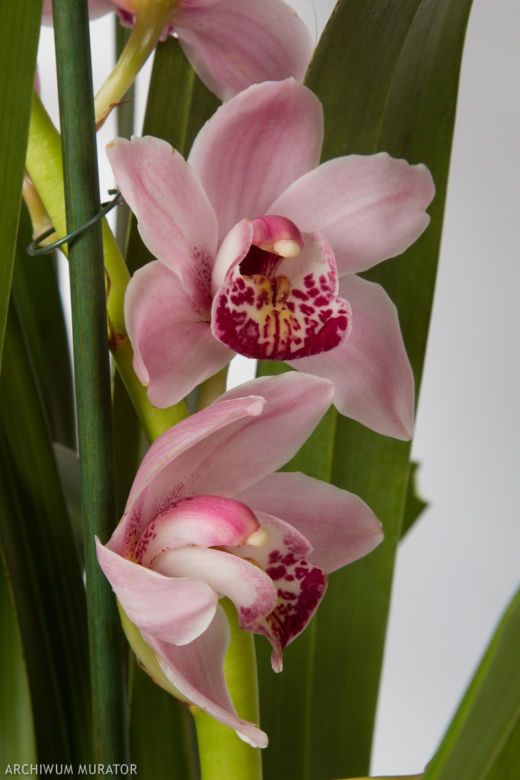 Cymbidium