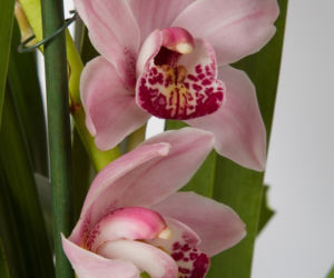 Cymbidium