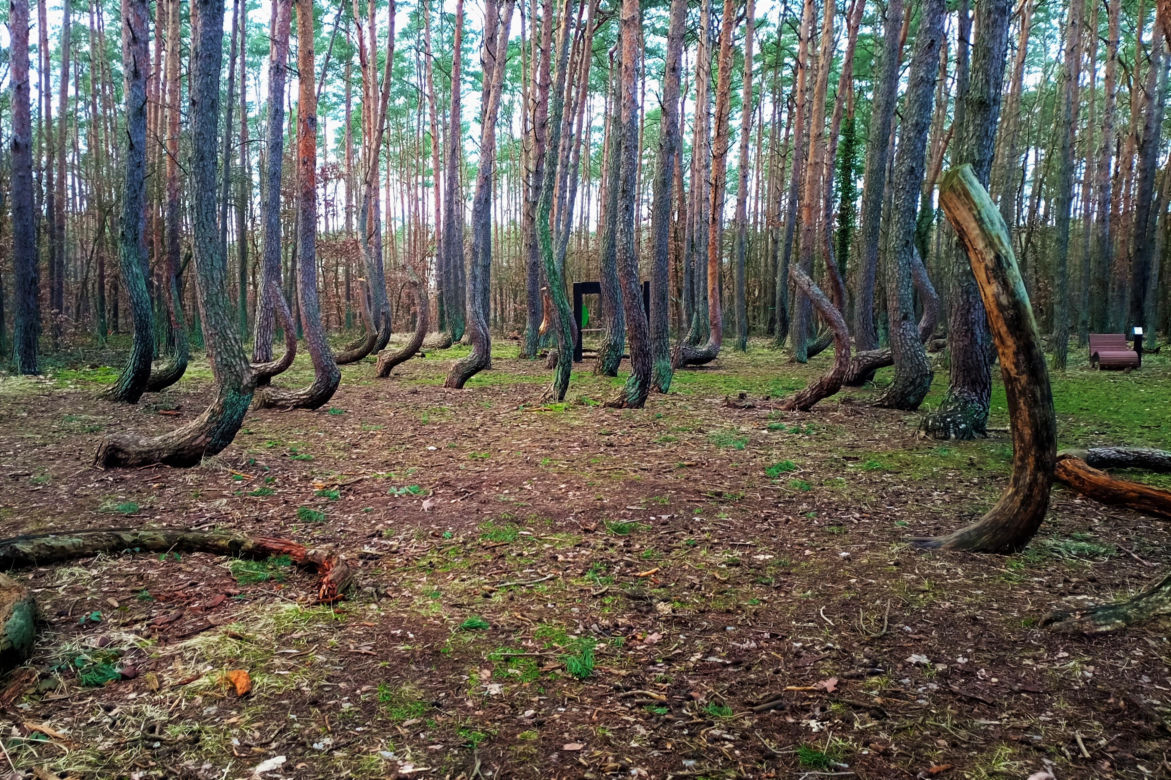 Krzywy Las pod Gryfinem
