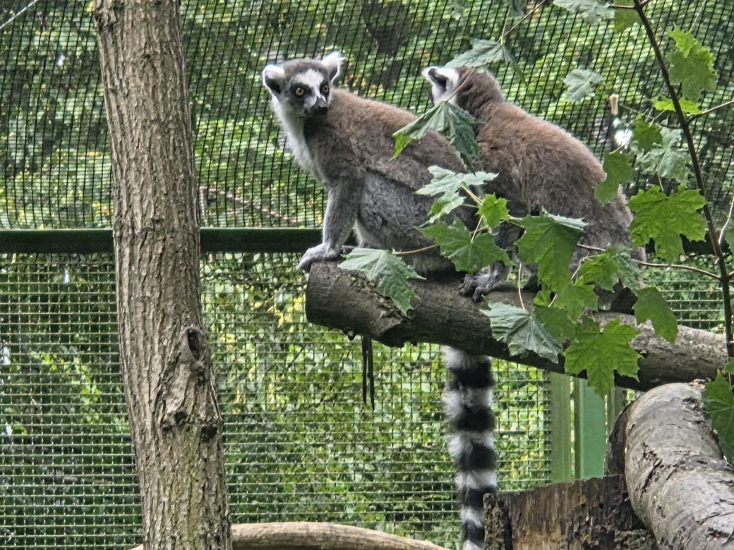 Zaglądamy do mieszkańców bydgoskiego ZOO. Kto mieszka w sercu Myślęcinka?