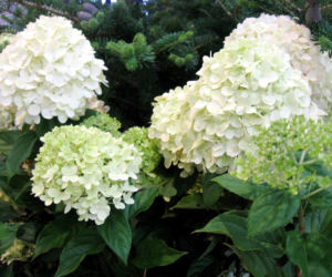 Hortensja bukietowa 'Limelight' 