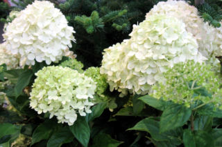 Hortensja bukietowa Limelight - Hydrangea paniculata 'Limelight'