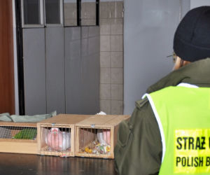 Bardzo drogie papugi zatrzymane w Korczowej