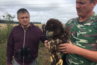 Środa Śląska. Komendant policji uratował RANNEGO ORŁA!