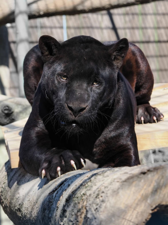 Nowi mieszkańcy zoo w Wojciechowie