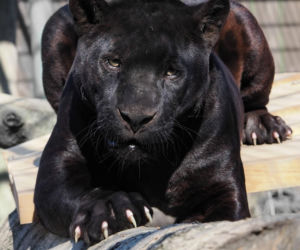 Nowi mieszkańcy zoo w Wojciechowie