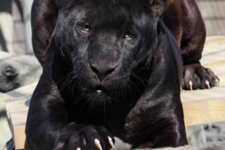 Nowi mieszkańcy zoo w Wojciechowie