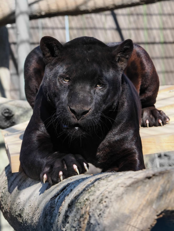 Nowi mieszkańcy zoo w Wojciechowie
