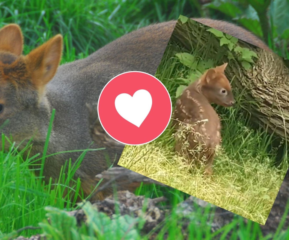 Pudu