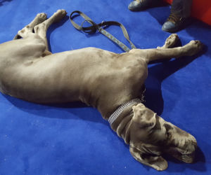 ​Psia elita w Lesznie. W hali Trapez odbyła się XXIV wystawa Champion of Champion's Show