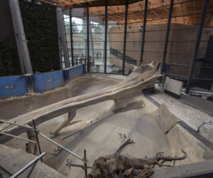 Afrykarium we Wrocławiu - sztuczne drzewo 
