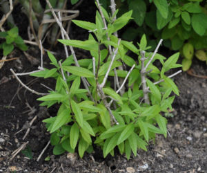 Werbena cytrynowa
