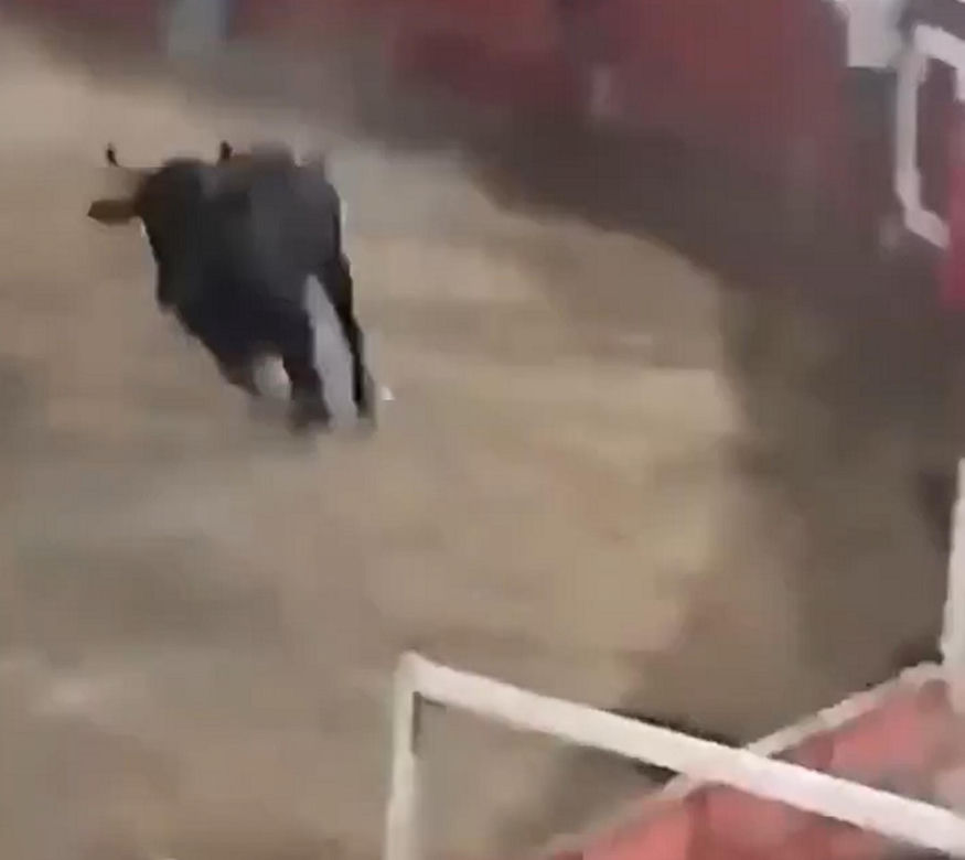 Szok na festiwalu! Byk wskoczył na widownię. Mocne wideo