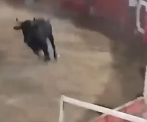 Szok na festiwalu! Byk wskoczył na widownię. Mocne wideo