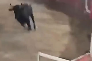 Szok na festiwalu! Byk wskoczył na widownię. Mocne wideo